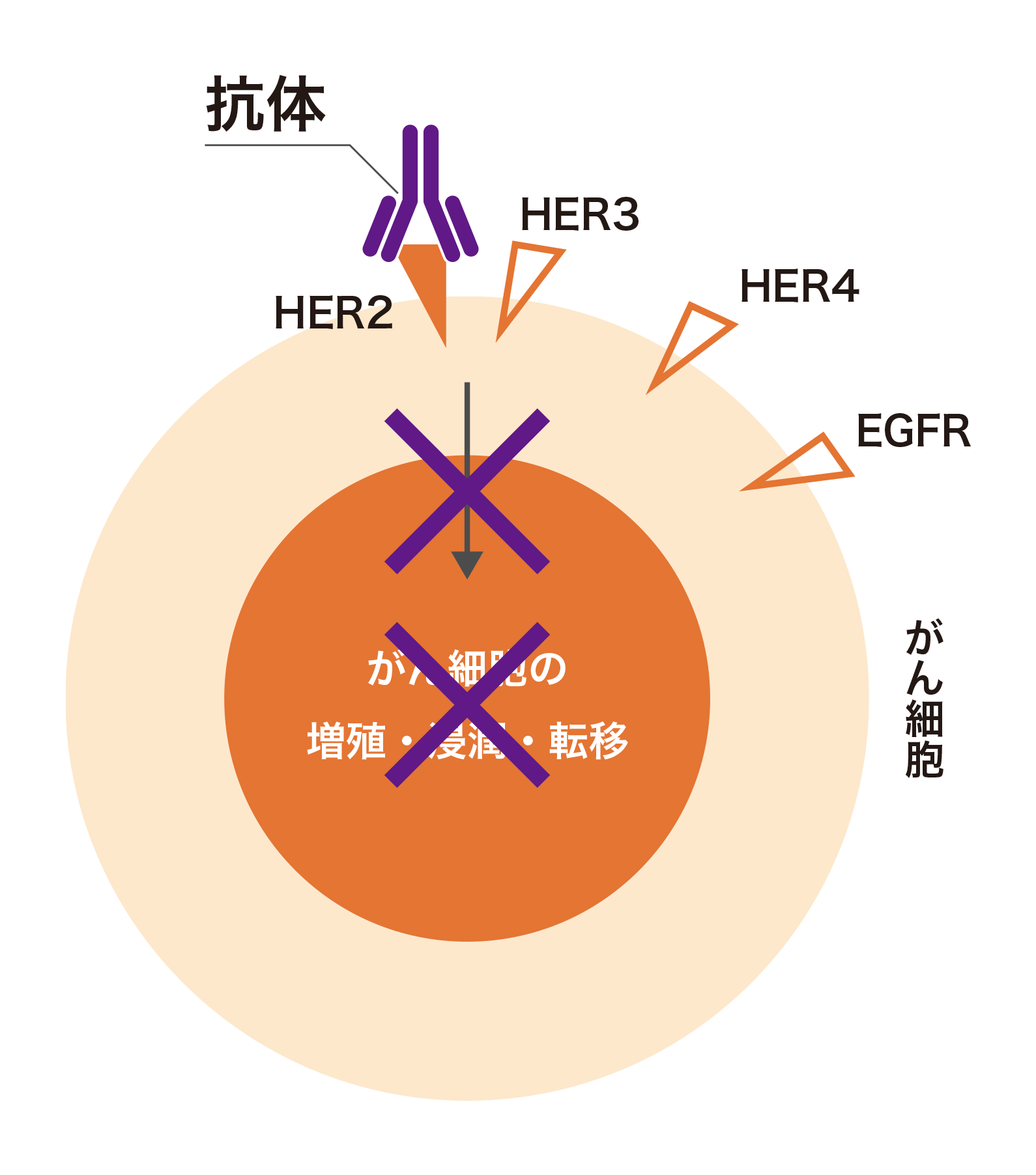分子標的ワクチン療法