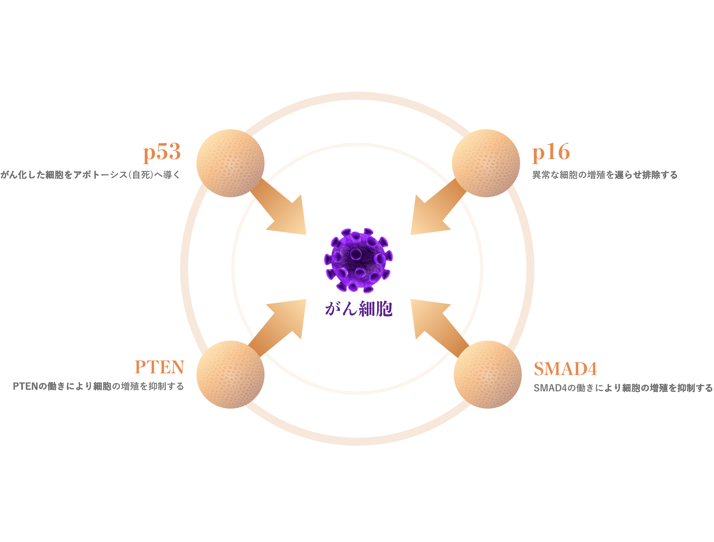 がん抑制遺伝子はがん治療においてどのような役割を果たしますか?