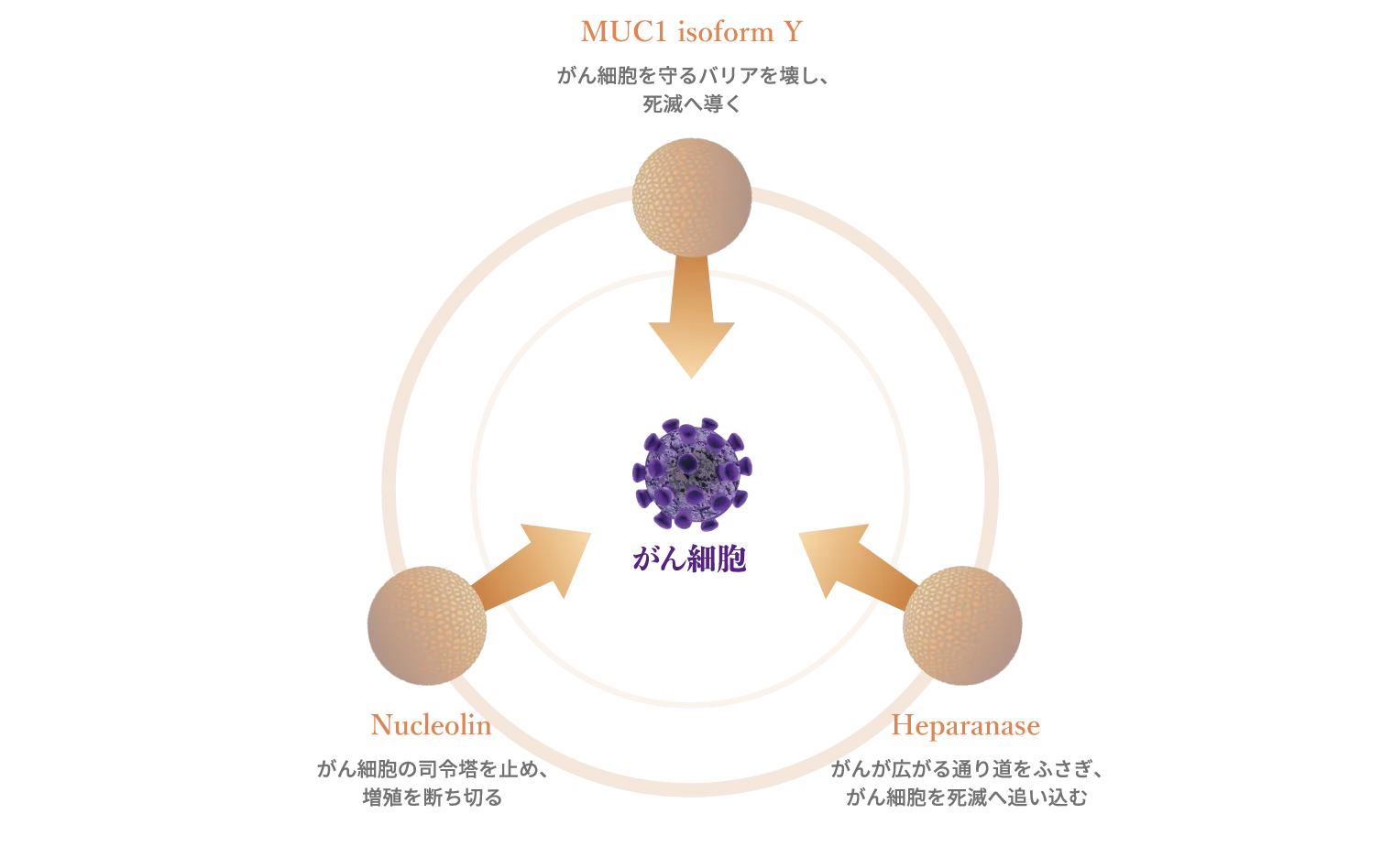がんの性質（遺伝子）に合わせてアプローチする次世代医薬