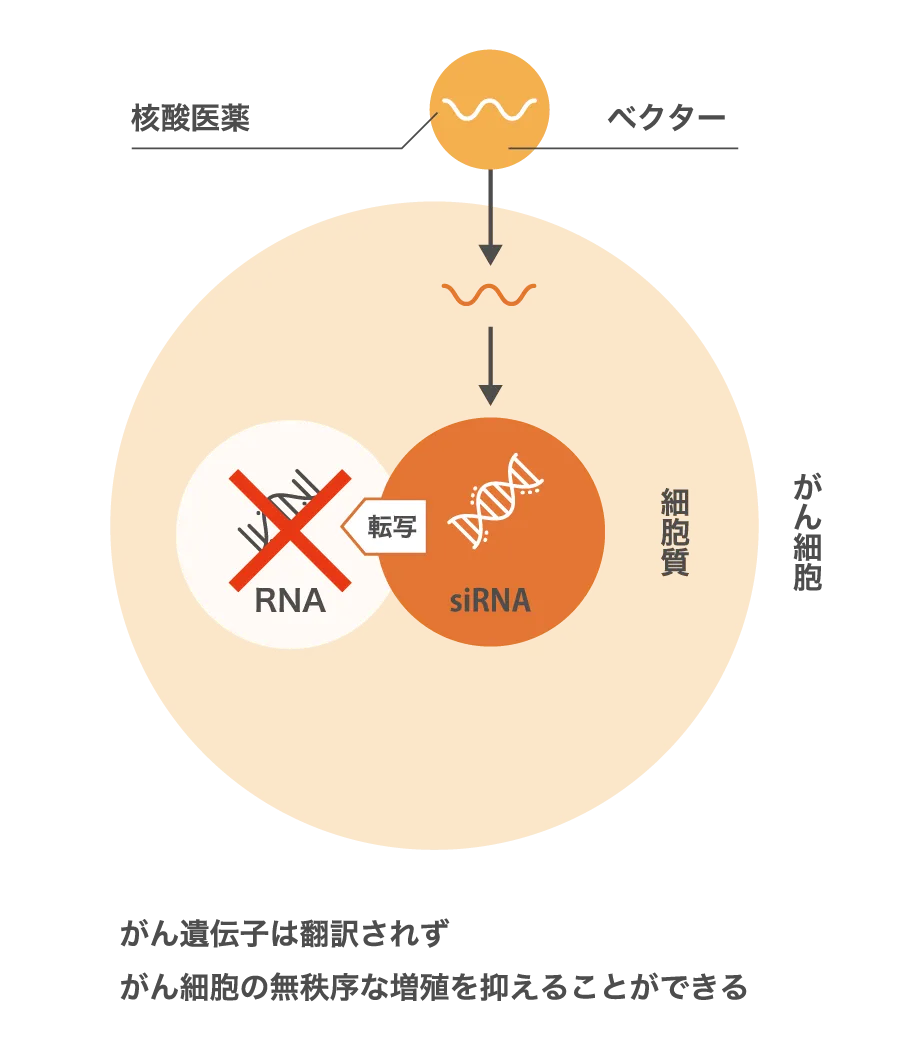 がん遺伝子の過剰発現を抑える