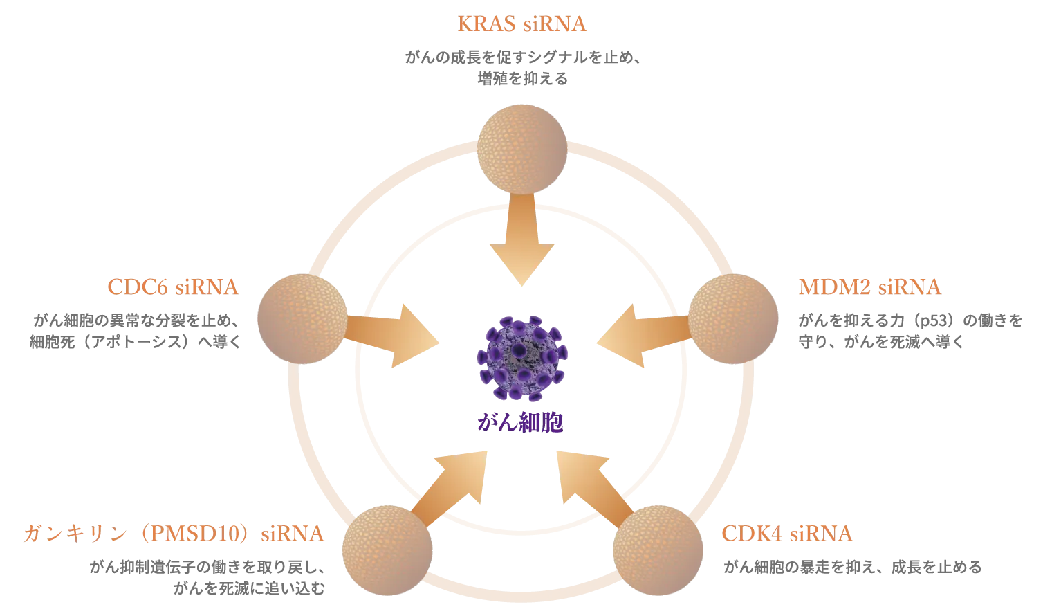 がんの性質（遺伝子）に合わせてアプローチする次世代医薬