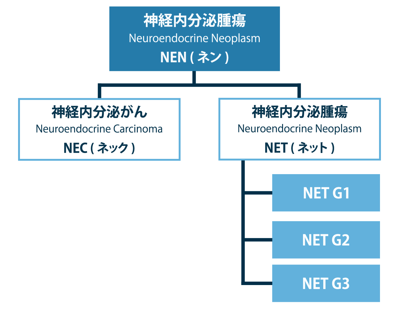 神経内分泌腫瘍(NEN/NET)と神経内分泌がん(NEC)について解説。初期症状は？完治は可能なのか。 – 【がん治療専門】がん中央クリニックグループ
