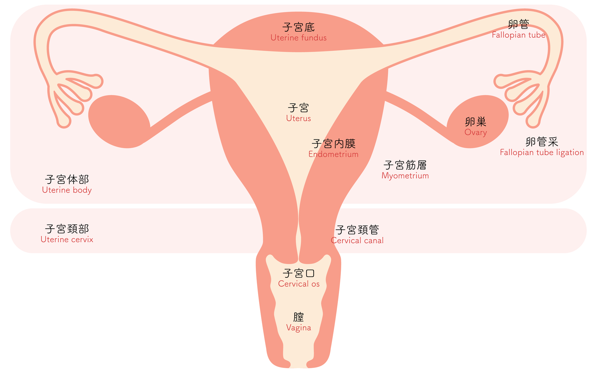 癌のステージ5は存在する?誤解の理由と2026年最新の生存率実態を徹底解説