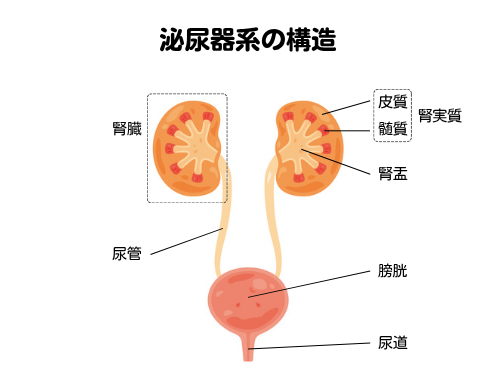 腎臓・腎盂・尿管・尿道など泌尿器系の構造イラスト