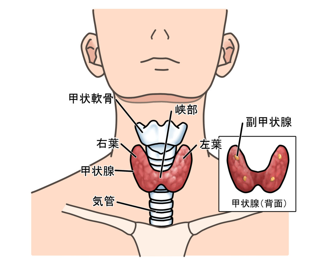 甲状腺の参考イラスト