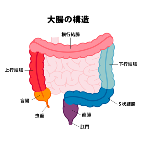 大腸の構造と直腸の位置を示すイラスト